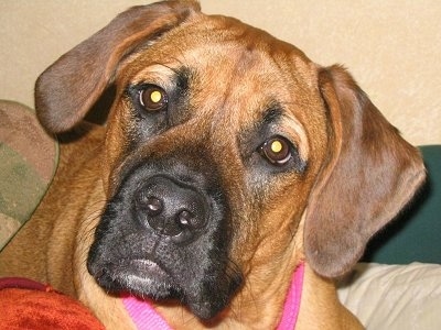 Close up head shot - A tan with black Nebolish Mastiff is wearing a pink collar laying on a human's bed with its head tilted to the right.