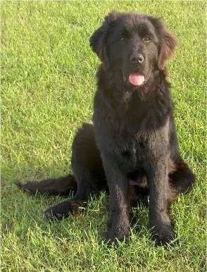 Newfoundland Dog Breed Pictures, 2