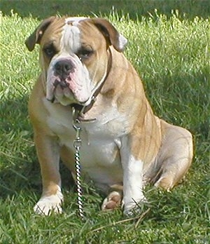 Front view - A wide-chested, muscular, wrinkly headed, tan with white Olde Victorian Bulldogge is sitting in grass facing front.