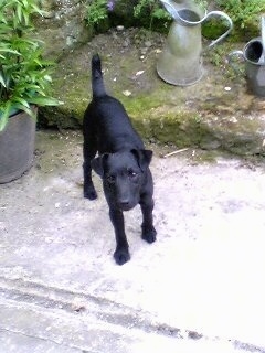 View from the top looking down at the dog - A black Patterdale Terrier is standing on a stone porch looking up.