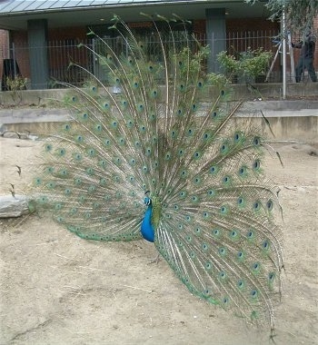 A peacock with an open train is standing in an enclosure and it is looking to the left.