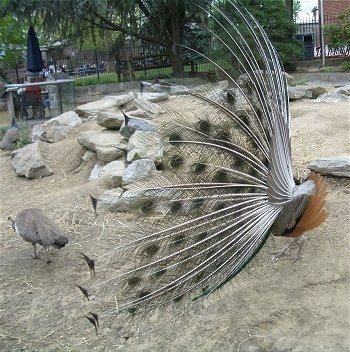 Side view - The white backside of a peacock looking to the right with its train open. There is a number of Peahens standing behind it on rocks in an enclosure.