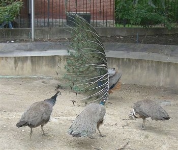 A Peacock with its train up is facing the left. There are three Peahens looking at it and one is pecking the ground.
