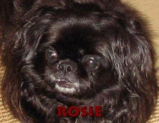 Close up head shot - The face of a black Pekingese that is laying on a carpet. It is looking up and to the left.