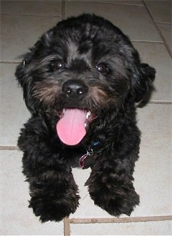 Close up front view - A happy-looking black Peke-A-Poo puppy is laying down on a white tiled floor and it is looking up. Its mouth is open and its big tongue is out.