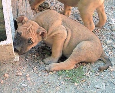 Side view - A tan with black and white Cimarron Uruguayo puppy is sitting on dirt and it is chewing on a wall in front of it. It has wrinkles on its head and its ears are cropped small and round.