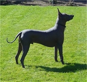 Right Profile - A perk-eared, hairless, black Peruvian Inca Orchid is standing in grass looking up and to the right. Its tail is long and thin.