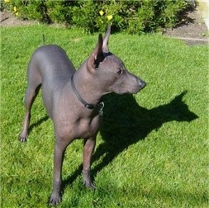 Front side view - A perk large-eared, hairless, black Peruvian Inca Orchid dog is wearing a thin black collar standing in grass looking to the right.