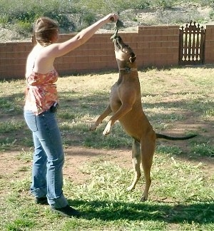 Shasta the Labrabull is jumping to grab a rope toy that is being held by a lady