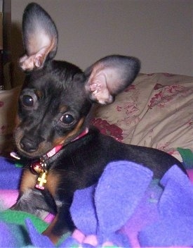 Front side view - A large-eared, short haired, black with tan Prazysky Krysarik puppy is laying on a bed on top of a purple blanket looking forward. Its head is tilted to the right.