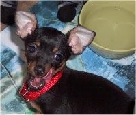 Close up side view head and upper body shot - A black with brown Prazsky Krysarik puppy is sitting on a blanket and it is looking to the right. Its mouth is open and it is licking its nose. There is a bowl of water behind it.