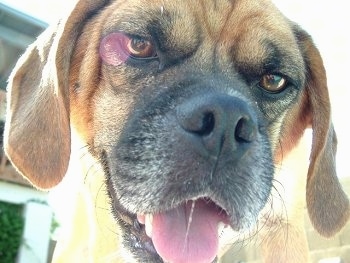 Close up - The face of a brown with black and white wrinkly faced Puggle that is looking down at the camera, its mouth is open and its tongue is out.