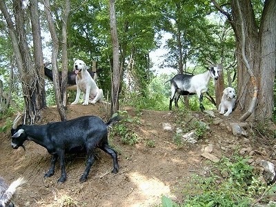 Two shaved Great Pyrenese dogs and three goats on a hill. A Great Pyrenees is laying next to a tree, in front of it is a white and black goat. There is another Great Pyrenees sitting in dirt in between two small trees. There is a black with white goat behind it