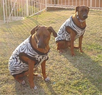 Front side view - Two Rhodesian Ridgebacks wearing zebra striped shirts are sitting in grass.