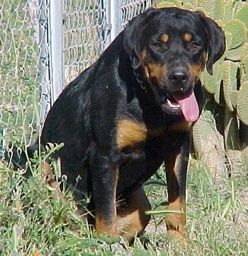 Front view - A black and tan Roman Rottweiler is sitting against a chainlink fence in grass. Its mouth is open and tongue is hanging out the right side of its mouth.