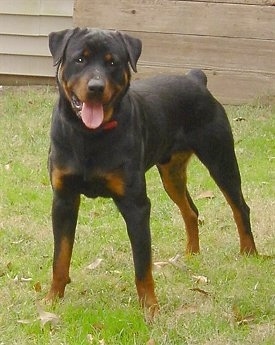 Rottweilerbear1year.JPG