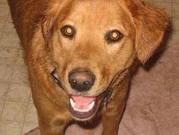 Close up head shot - A Golden Retriever/Border Collie mix is standing in a doorway, it is looking up, its mouth is open and it looks like it is smiling.