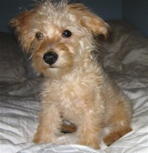 A small, soft looking, tan Scoodle is sitting on a bed and it is looking to the left.