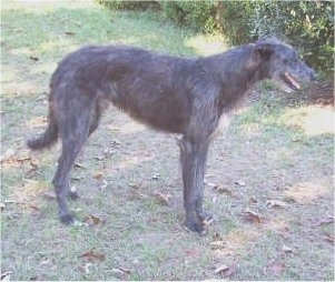 ScottishDeerhound100_0124.JPG