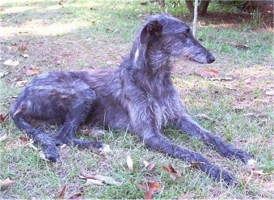 Scottish Deerhound Puppy Dogs