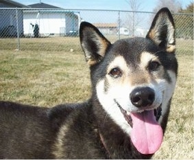 Close up - The front right side of a smiling black with white and tan Shiba Inu that is looking forward, its mouth is open, its tongue is out and its head is slightly tilted to the left. The dog has a black nose and brown eyes.