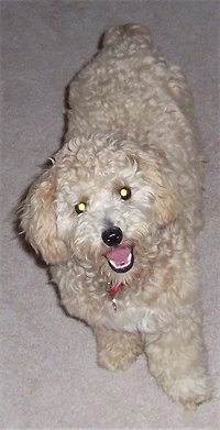 Shih-Poo - Shih-Tzu / Poodle cross