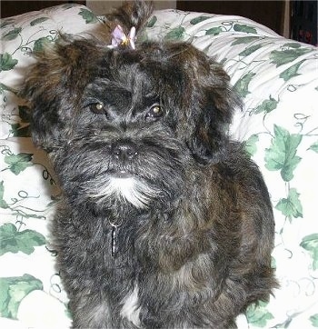 Shih+tzu+poodle+cross