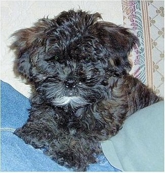 Shih+tzu+poodle+cross