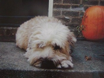 A tan Soft Coated Wheaten Terrier is laying down at the top of a stone step staircase in front of a brick house and there is a pumpkin behind it. The hair on the dog's face is covering up its eyes.