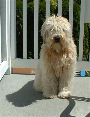 Soft Coated Wheaten Terrier Breed.