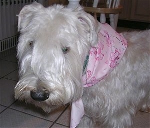 Close up - The front left side of a white Soft Coated Wheaten Terrier dog that has a pink bandana around its neck, it is standing across a tiled floor and it is looking forward. It has longer hair on the top of its snout.