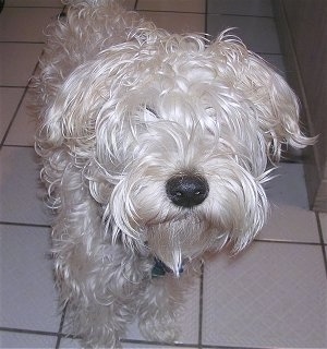 Close up - A white Soft Coated Wheaten Terrier is standing on a tiled surface, it is looking forward and its head is up.