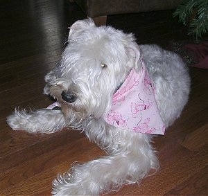A longhaired, white Soft Coated Wheaten Terrier dog laying across a hardwood floor looking forward and it is wearing a pink bandana. It has longer hair on the top of its muzzle.