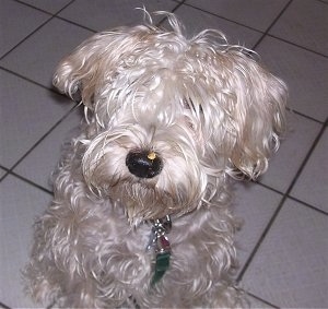 A white Soft Coated Wheaten Terrier is jumped up on a person on a white tiled floor, it is looking up and to the left.