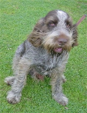 A grey with brown Spinone Italiano is sitting on grass, it is looking up and its mouth is slightly open. The wind is blowing its hair. It has sleepy looking eyes.