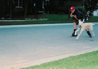 Charlie the Spinone Italiano mix is running next to a person who is rollerblading down an empty street