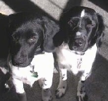 Top down view of two black and white Stabyhoun dogs sitting on a carpet and they are looking up.