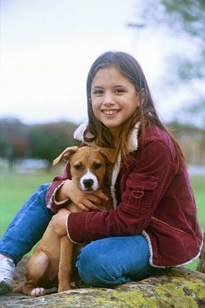 A little brown with white Staffordshire Bull Terrier puppy is sitting in the lap of a girl in a red jacket and blue jeans who is hugging the pup. The girl is looking forward.