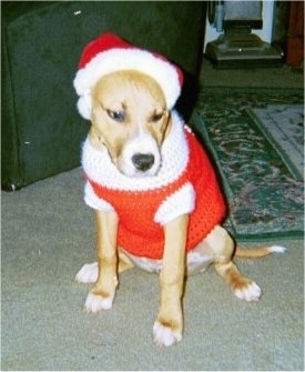 A brown with white Staffordshire Bull Terrier puppy is sitting on a carpet, it is looking down and to the right. It is wearing a Santas Hat and jacket.