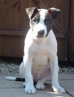 Front view - a wide chested, black and white Staffordshire Bull Terrier dog sitting across a concrete surface looking forward. There is a wooden door behind the do.
