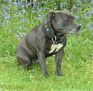 The front left side of a black with white Staffordshire Bull Terrier that is sitting in a field and it is looking to the right.