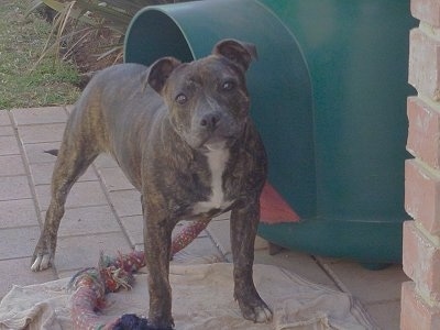 A brown brindle with white Staffordshire Bull Terrier dog is standing on a brick porch next to a green dog house looking forward and its head is slightly tilted to the left.