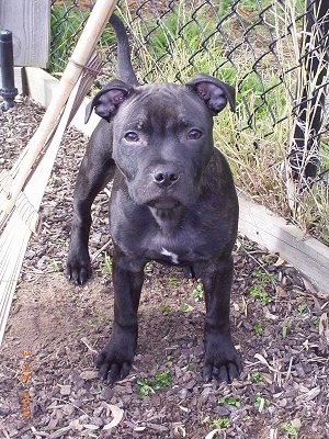 A wide black with white Staffordshire Bull Terrier puppy is standing on a dirt surface, it is looking forward and to the right of it is a chainlink fence. The dog has dark almond shaped eyes.