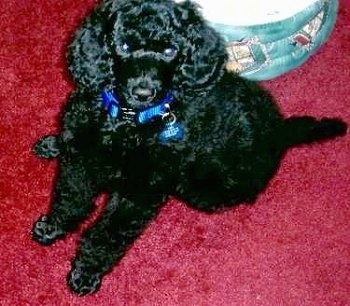 A shiny-coated, black Standard Poodle puppy is sitting on a red carpet looking up.