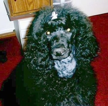 Close up front view head and upper body shot - A black Standard Poodle puppy is sitting on a red carpet and it is looking up. It has a clip in its hair and a shaved neck.