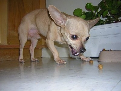 Close up - The front right side of a tan Chihuahua that is aggressively eating food off of a tiled floor. The dogs teeth are showing.