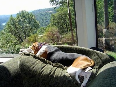 The back left side of a white, brown and black Treeing Walker Coonhound that is laying across the back of a couch in front of a large window that has a good view of a valley.