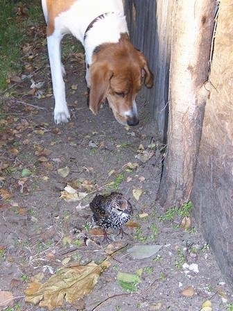 Treeing Walker Coonhound Puppy Dogs!