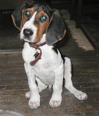 Close Up - A white with black and brown Treeing Walker Coonhound puppy with long wide drop ears is sitting across a hardwood floor, it is looking forward and its head is slightly tilted to the right. The dog has round eyes that are glowing green and a black nose.
