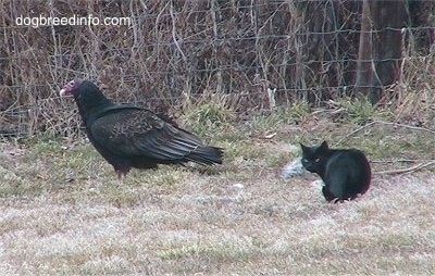 Turkey Vulture walking away from a stalking cat